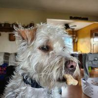 PetVet365 Pet Hospital Pittsburgh/North Fayette ico