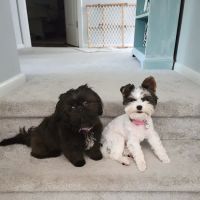 Betlem Veterinary Services ico