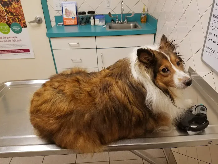 VCA Met Vet West Animal Hospital 6