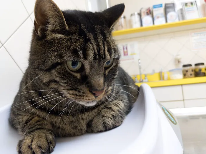 VCA Met Vet West Animal Hospital 8
