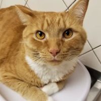 VCA Met Vet West Animal Hospital ico