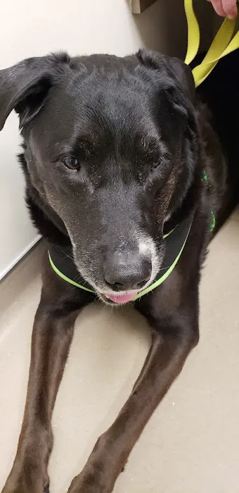 Robinson Animal Hospital 5