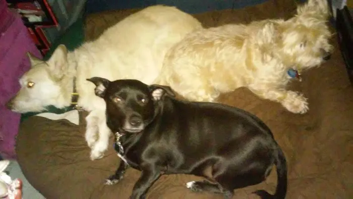 Animal Medical Center of Kennedy Township P.C. 3