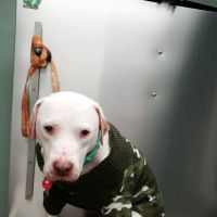 Animal Medical Center of Kennedy Township P.C. ico