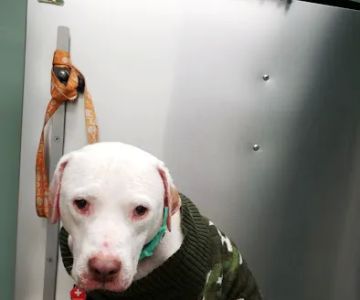 Animal Medical Center of Kennedy Township P.C.