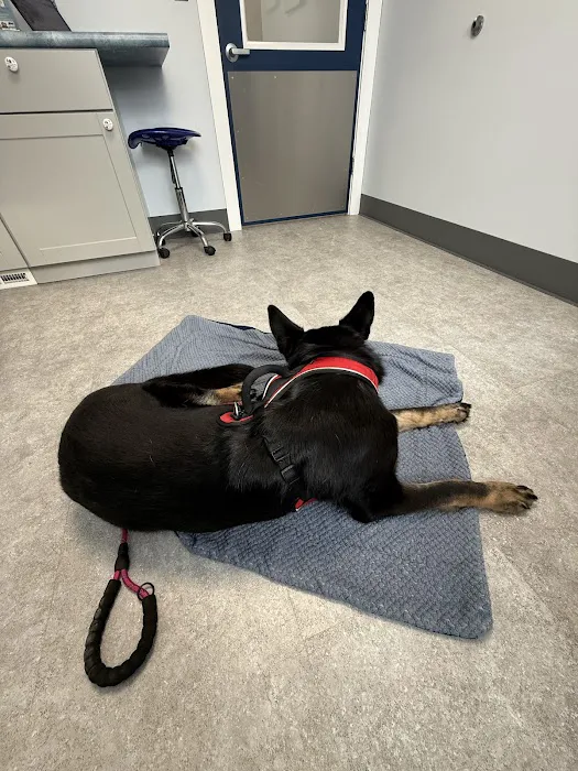 Animal Dental Clinic of Pittsburgh, LLC 8