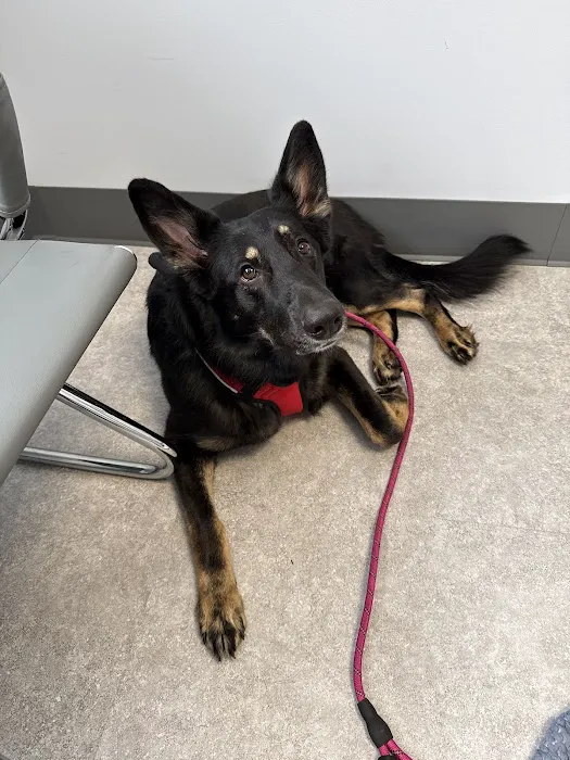 Animal Dental Clinic of Pittsburgh, LLC 5