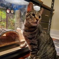 Animal Dental Clinic of Pittsburgh, LLC ico