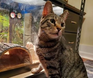 Animal Dental Clinic of Pittsburgh, LLC