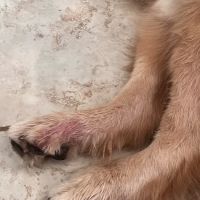 Gardens Veterinary Hospital ico