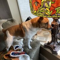 Cranberry Holistic Pet Care ico