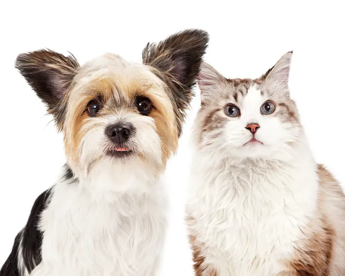 Pittsburgh Veterinary Dermatology 1