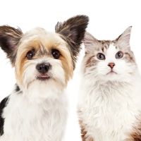 Pittsburgh Veterinary Dermatology ico