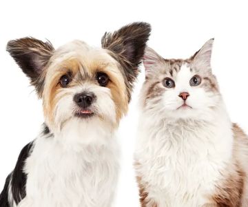 Pittsburgh Veterinary Dermatology