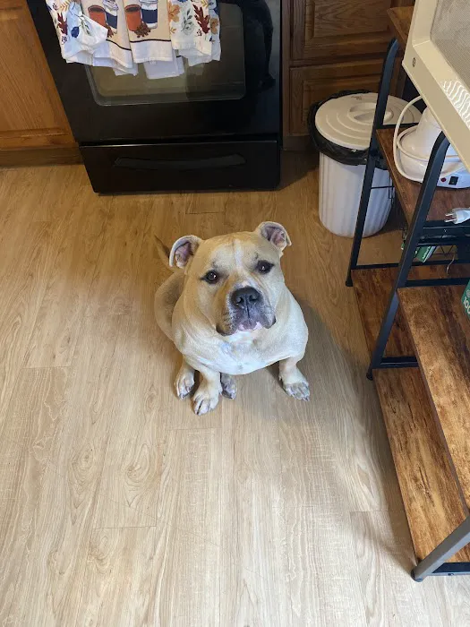 Pittsburgh Veterinary Dermatology 6