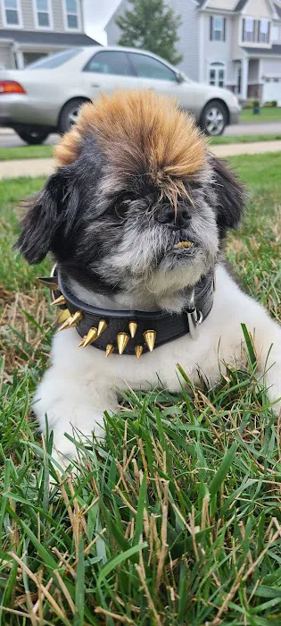 Pittsburgh Veterinary Dermatology 10