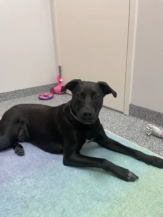PetVet365 Pet Hospital Pittsburgh/Cranberry 2