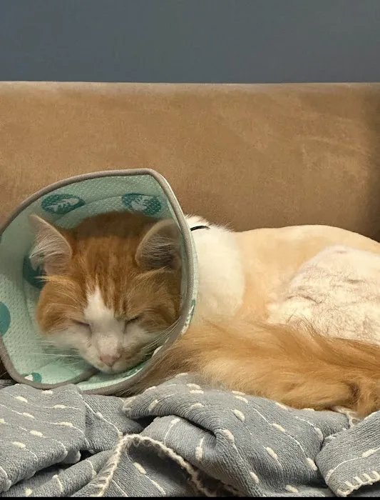 BluePearl Pet Hospital 9