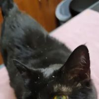 Animal Eye Clinic-Pittsburgh ico