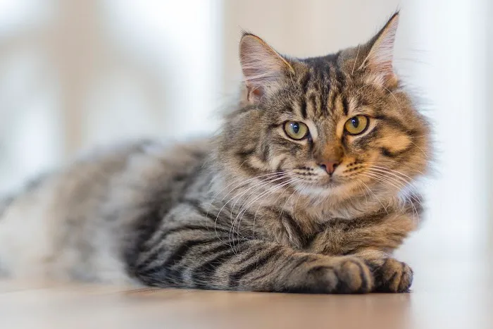 PetCure Oncology at Pittsburgh Veterinary Specialty and Emergency Center 1