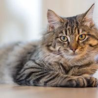 PetCure Oncology at Pittsburgh Veterinary Specialty and Emergency Center ico