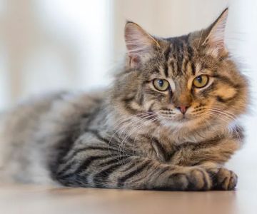 PetCure Oncology at Pittsburgh Veterinary Specialty and Emergency Center