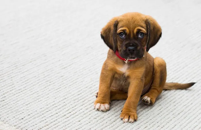 PetCure Oncology at Pittsburgh Veterinary Specialty and Emergency Center 7
