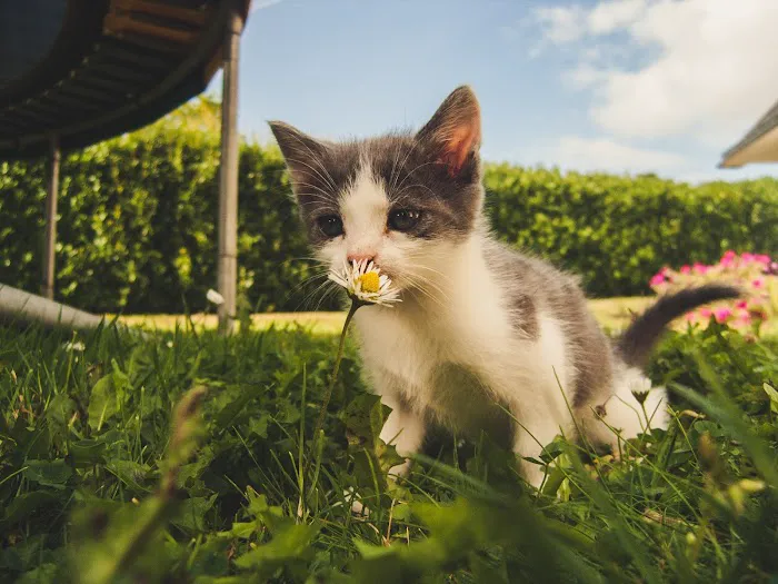 PetCure Oncology at Pittsburgh Veterinary Specialty and Emergency Center 10
