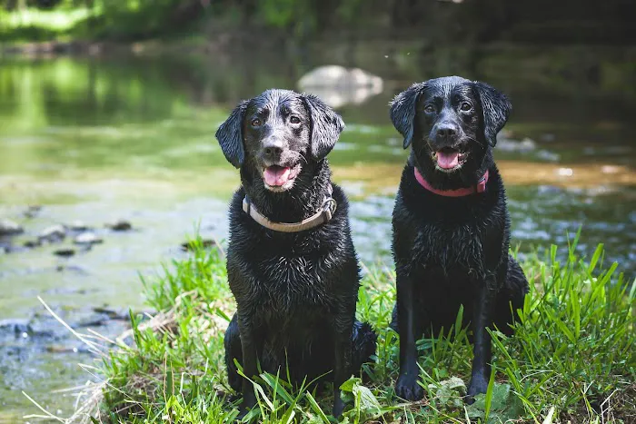 PetCure Oncology at Pittsburgh Veterinary Specialty and Emergency Center 3