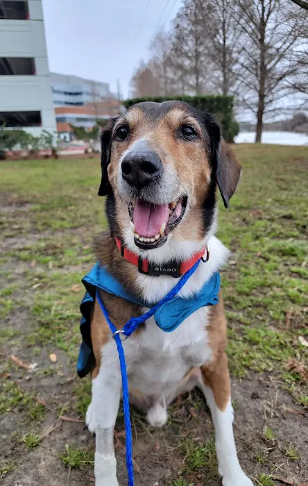 PetCure Oncology at Pittsburgh Veterinary Specialty and Emergency Center 2