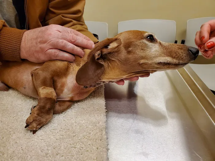 Pittsburgh Veterinary Cardiology 4