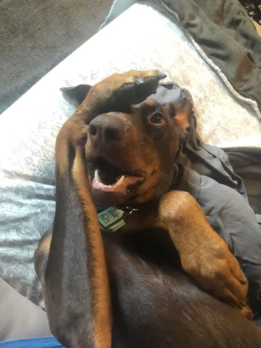 Pittsburgh Veterinary Cardiology 6
