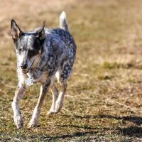 Pittsburgh Veterinary Cardiology ico