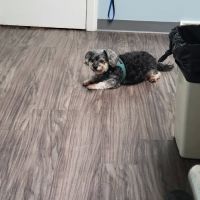PetSmart veterinary ico