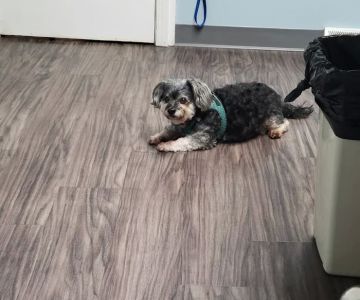 PetSmart veterinary