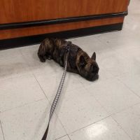 Banfield Pet Hospital ico
