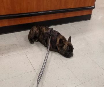 Banfield Pet Hospital