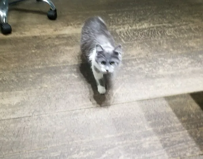 Village Green Veterinary Service Inc 7