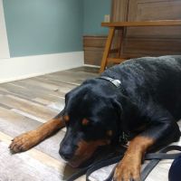 Village Green Veterinary Service Inc ico