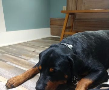 Village Green Veterinary Service Inc
