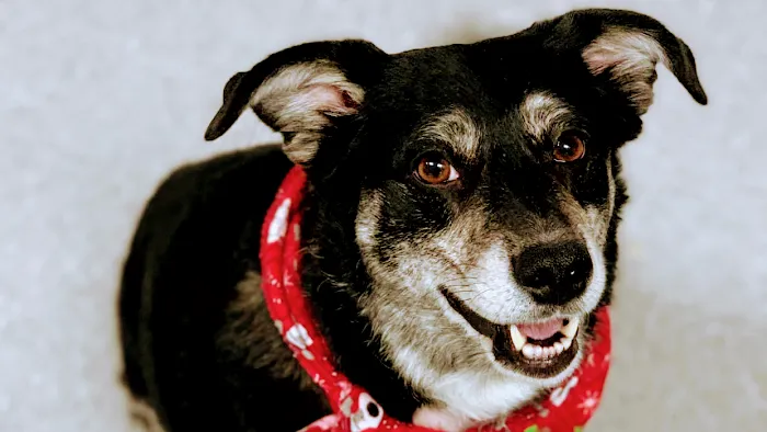 Penn-Ohio Veterinary Services 7