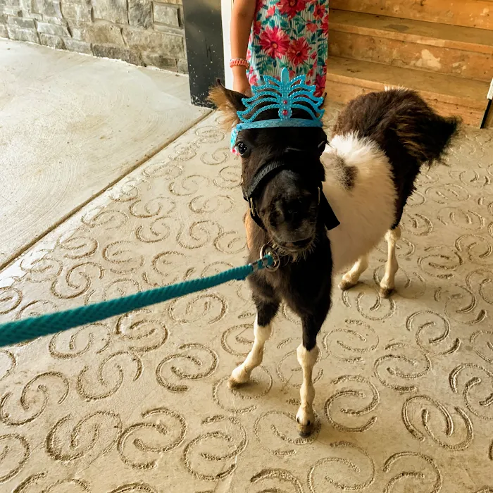Penn-Ohio Veterinary Services 9