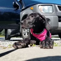 Penn-Ohio Veterinary Services ico
