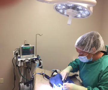 Fette Veterinary Clinic