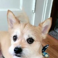 Whispering Pines Veterinary Services - Hermitage ico