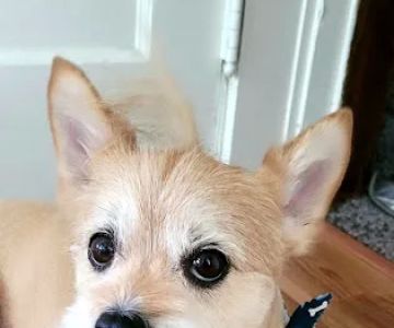 Whispering Pines Veterinary Services - Hermitage