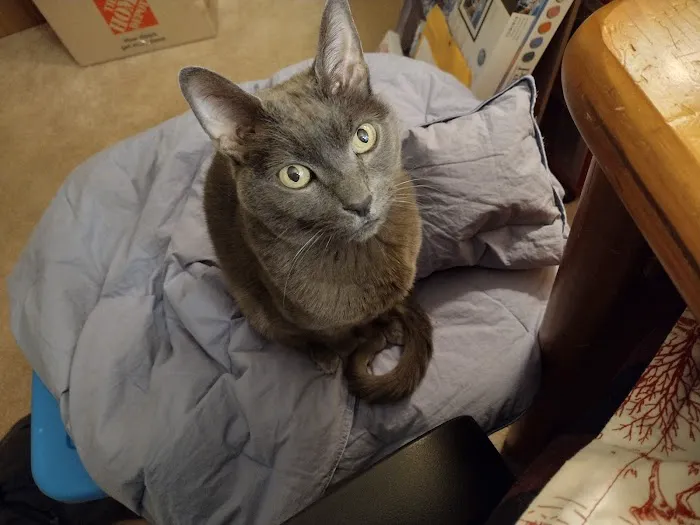 Whispering Pines Veterinary Services - Hermitage 5