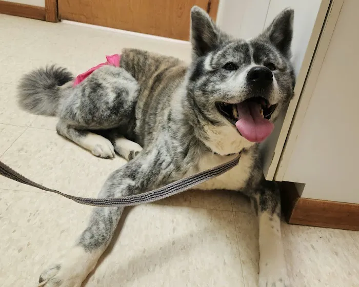 Alpine Trail Vet Clinic Inc 6