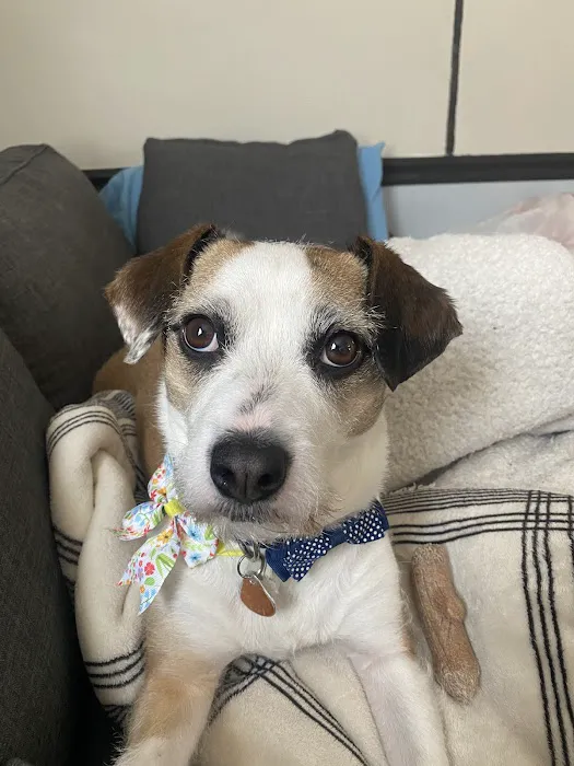 North Memorial Animal Hospital and Paw Spaw 3