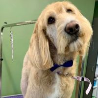 North Memorial Animal Hospital and Paw Spaw ico